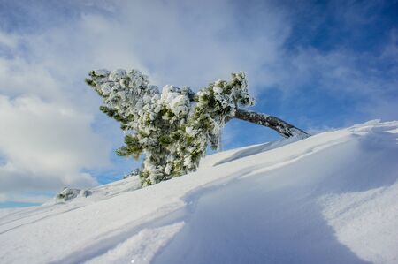 winter landscape of pine covered with snow on a sunny day in the mountains