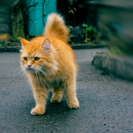 Adult red cat walking along the asphalt pathの写真素材
