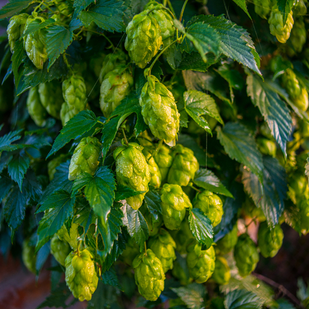 hop cones covered with dew