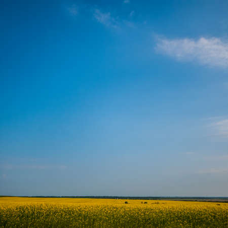 rural landscape field and skyの写真素材