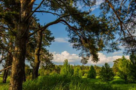 Pine trees spring eveningの写真素材