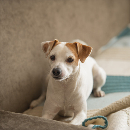 portrait terrier dog lying in the room, petの写真素材