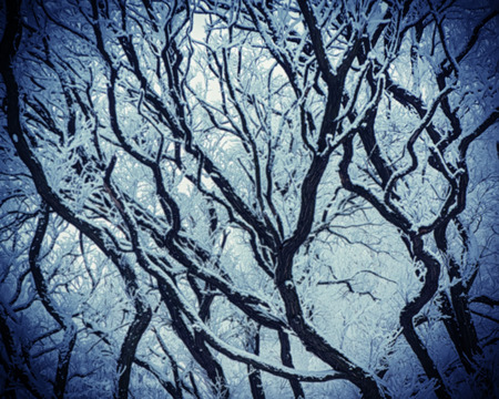 branches of plants in the snow, blurred backgroundの写真素材