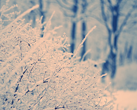branch plants in the snow on a background of trees in winter park