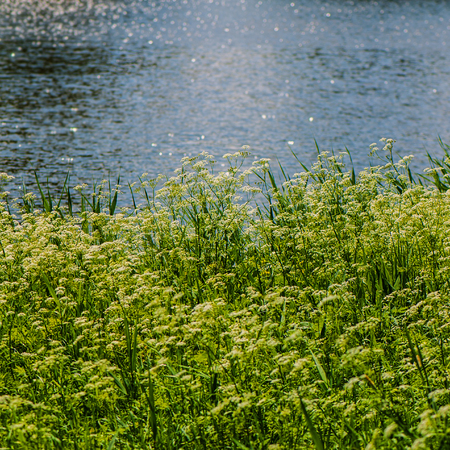 blooming flowers on a background of waterの写真素材