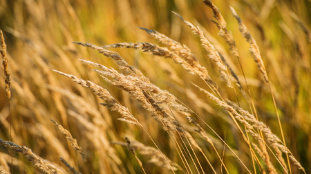 spikelets dry grass on a blurred background, summer season