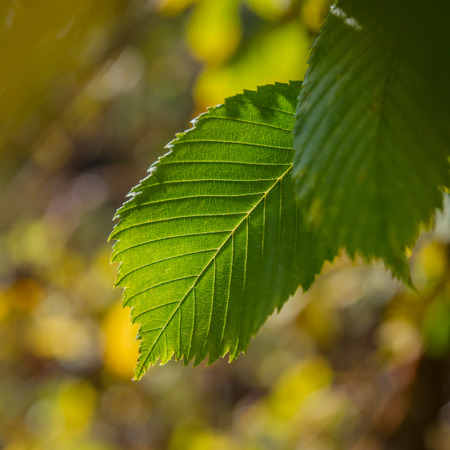 green autumn leaves in the forest sunny day, closeup