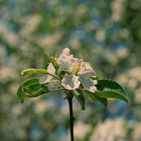 blooming apple trees flower in the garden in the morningの写真素材