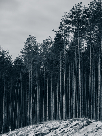 pine forest and snow, spring thawの写真素材