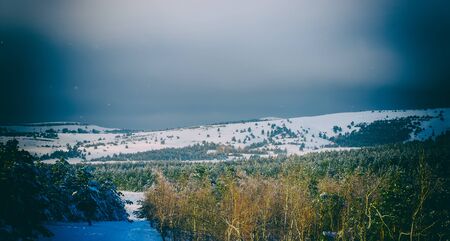 winter landscape of pine trees in the mountains