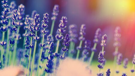 Lavender flowers blooming in the flowerbed Springの写真素材