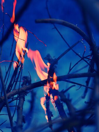 fire on the dry branches of a tree in the forest
