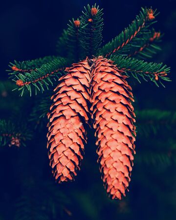 fir cones on a branch of a tree on a dark backgroundの写真素材