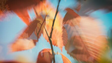 blurred background, autumn leaves of red color on a background of blue sky