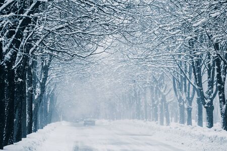 trunks of trees covered with snow on a city streetの写真素材