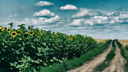 dirt road in a sunflower field, rural landscapeの写真素材