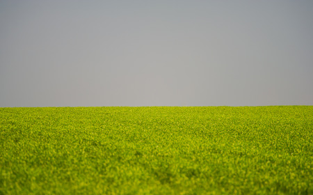 wheat field and sky. Ukraine. Europe.の写真素材