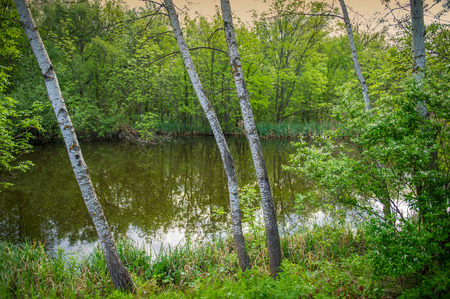 Birch trees on the lake in the background of the park. Ukraine. Europe.の写真素材