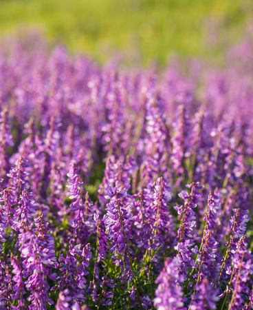 Mouse peas in the morning on a meadowの写真素材