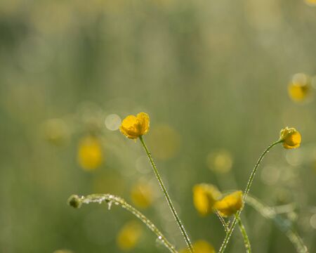 Spring flowers in the early morning on a meadowの写真素材