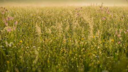 Spring flowers in the early morning on a meadowの写真素材