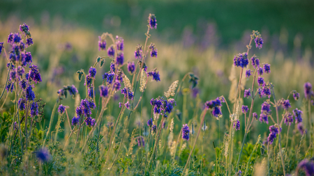 Spring grass and flowers in the morning on a meadowの写真素材