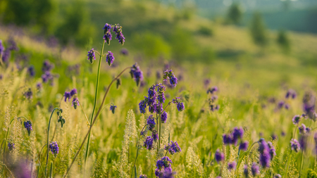 Spring grass and flowers in the morning on a meadowの写真素材