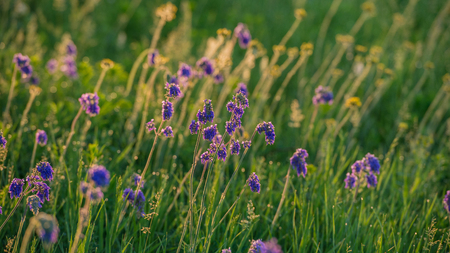 Spring grass and flowers in the morning on a meadowの写真素材