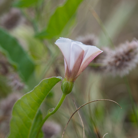 Flower loach on a blurred background on a meadow