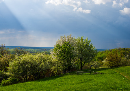 Rural landscape blooming trees rain and sun raysの写真素材
