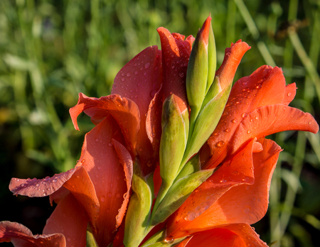 Pink gladiolus flowers covered with water dropsの写真素材