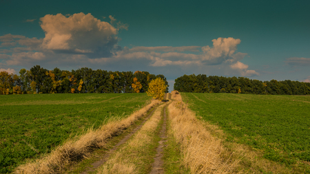 Road in the field and trees in autumn, rustic landscape. Ukraine. Europe.の写真素材