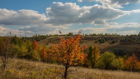 Field and trees in autumn, landscape. Panorama. Ukraine. Europe.の写真素材