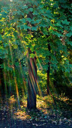 Sun rays against the background of forest and treesの写真素材