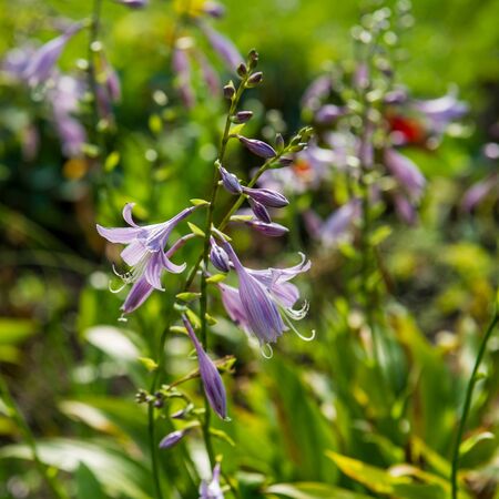 Decorative flowering host in a flower garden in the gardenの写真素材