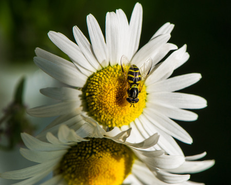 Insect collects nectar on chamomile flowers