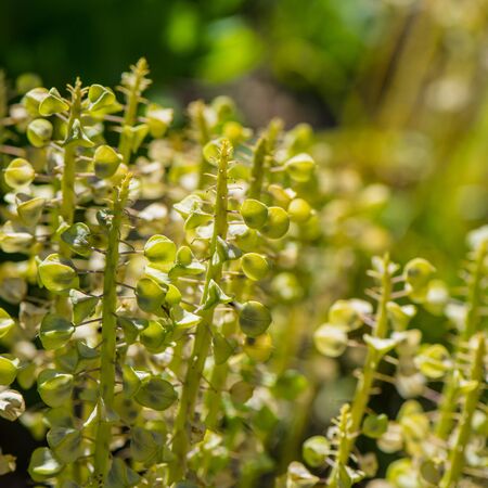 Green meadow plants in the sunlightの写真素材