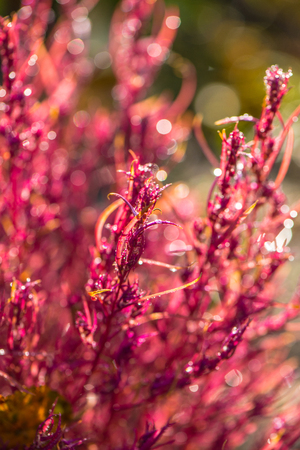 Red flowers of an ornamental plant in droplets of dew in sunlightの写真素材