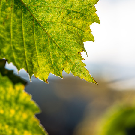 Green foliage close-up, autumn morning in Octoberの写真素材