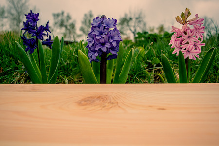 Flowering Hyacinth flowers and wooden fencing early springの写真素材