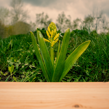 Flowering Hyacinth flower and wooden fencing early spring