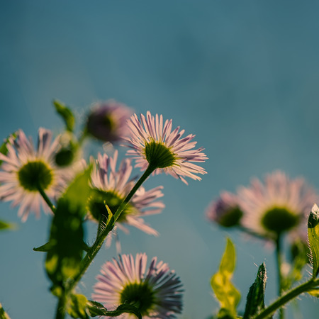 Summer field flowers on a blue  background blurredの写真素材