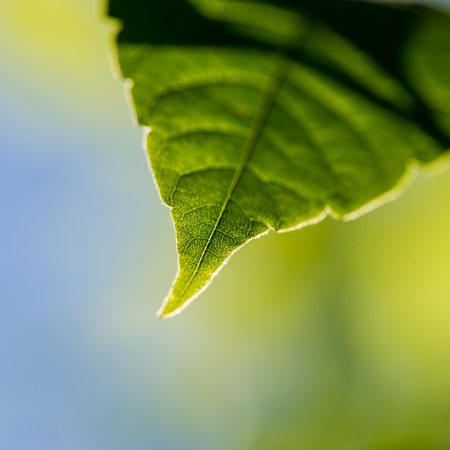 Single leaf plant on blurred background close-up