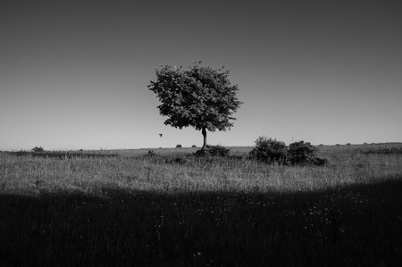 A lonely tree and a shadow on the horizon in the field. Background for web page design.の写真素材