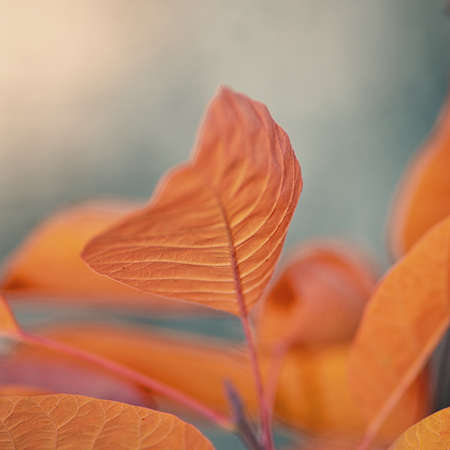 Red autumn foliage on a blurred background of the sky in the parkの写真素材