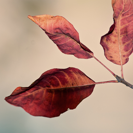 Red autumn foliage on a blurred background of the sky in the parkの写真素材