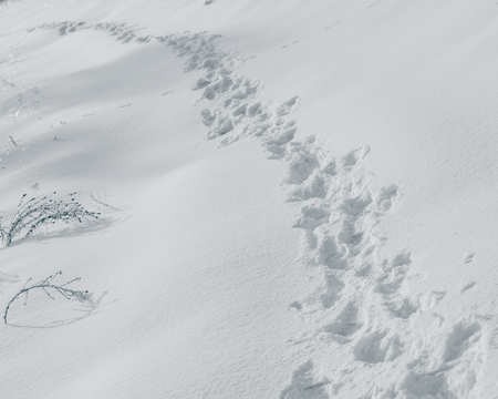 trail of footprints in the snow on a sunny dayの写真素材