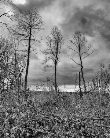 deciduous forest and rain clouds autumn landscape