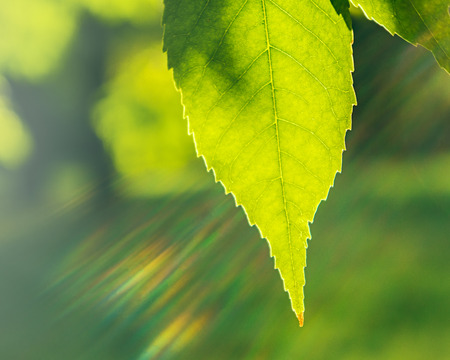 Green leaf in an autumn park on a green blurred background