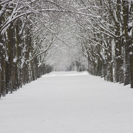 snow-covered city street. Winter season. Trees covered with snow. Winter in the city. Weather in the...